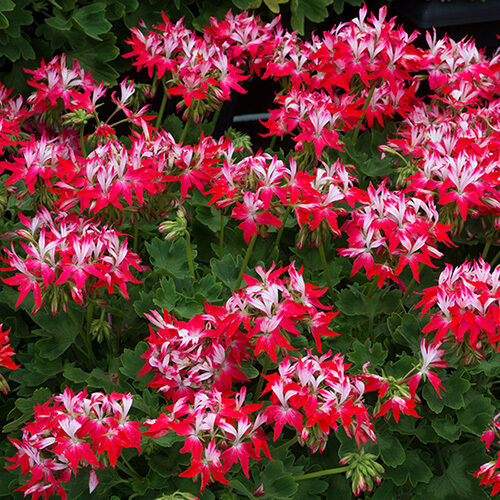 Pelargonija ’’ Summer Twist Red ‘’